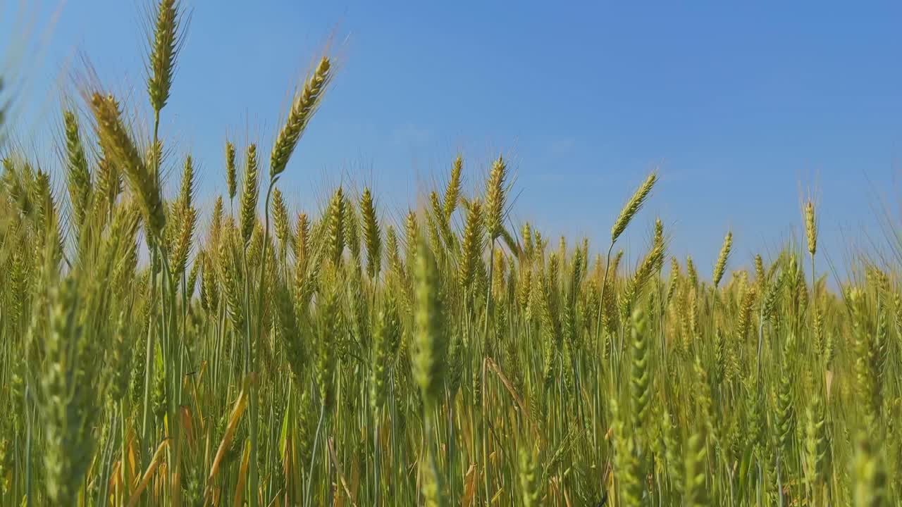 Låg vinkelbild av en veteåker som svajar mjukt i vinden över fältet med höga gröna strån mot en klarblå himmel, som fångar rörelse, djup och naturligt lantligt landskap