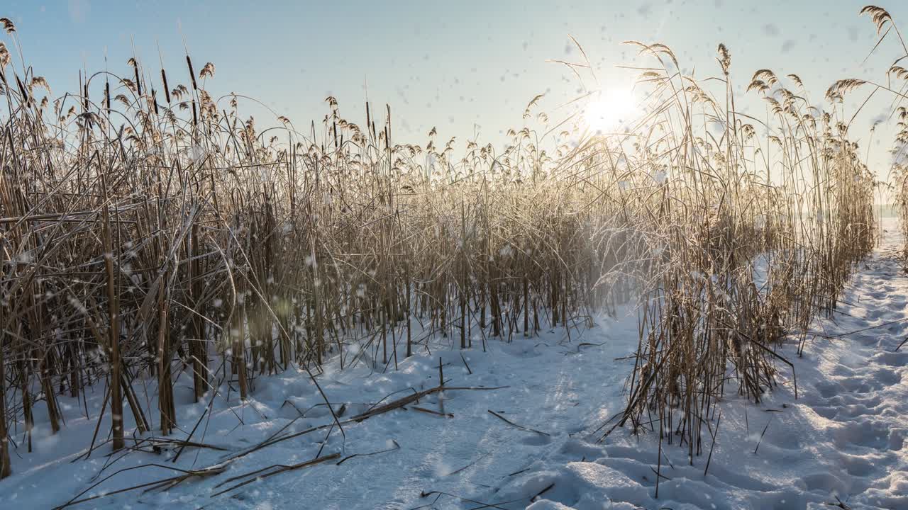 nieve cayendo naturaleza bosque árboles paisaje en blanco soleado día de invierno estado de ánimo. luz y brillante nieve tiempo frío, circuito de video, circuito de vídeo cinemagraph