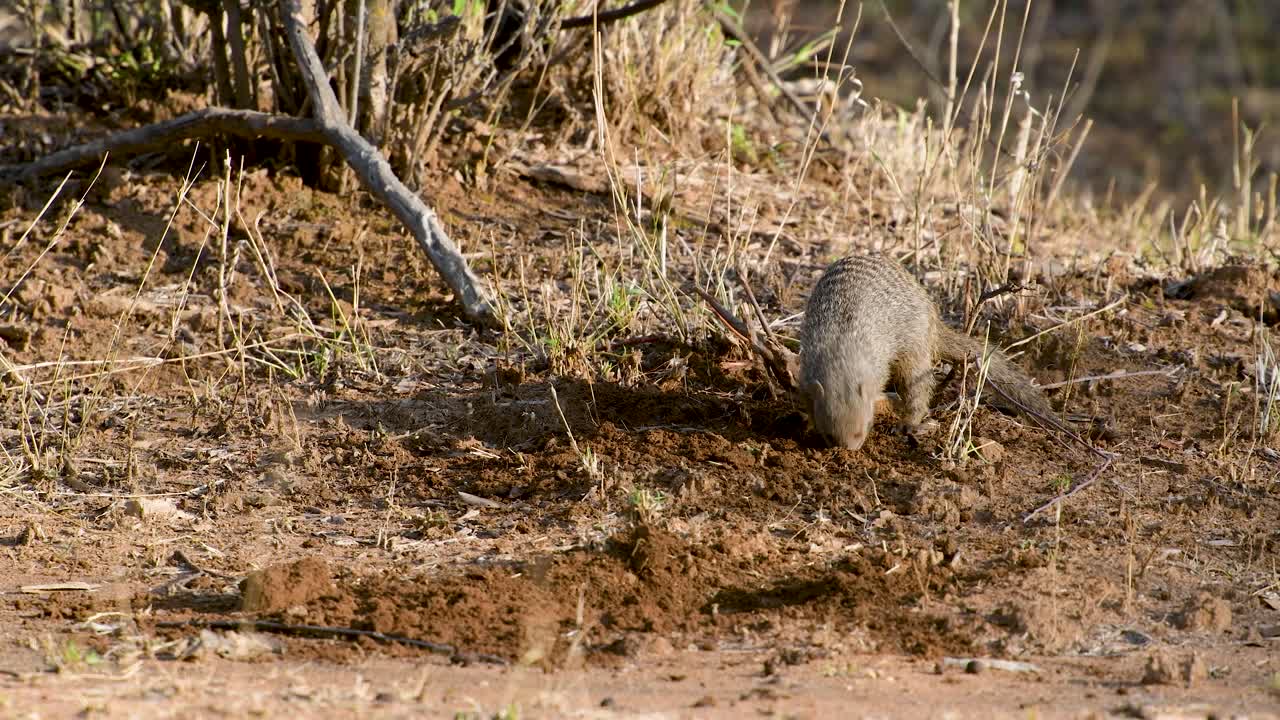 A Banded Mongoose digging for prey in the late afternoon sun