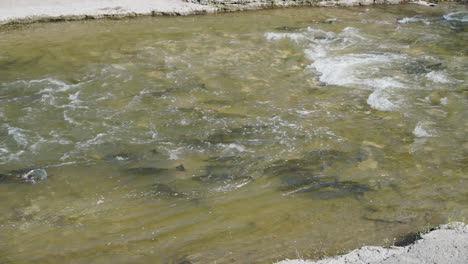 salmon swim upstream through a shallow river, navigating currents during their migration