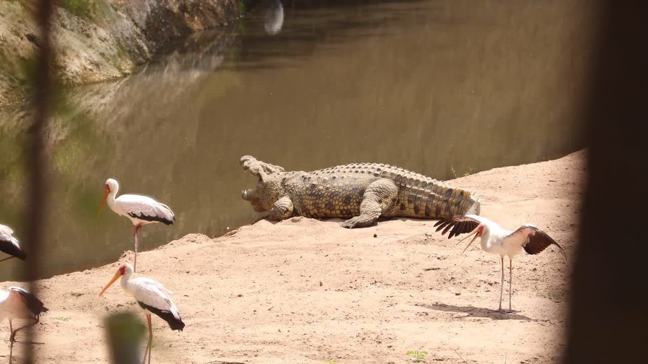 cocodrilo del nilo y cigüeñas en la orilla del lago en masai mara, kenya