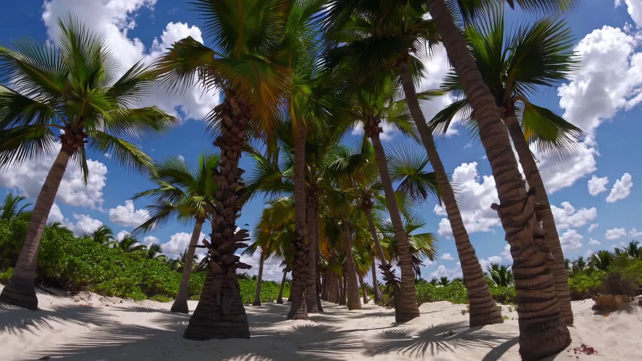 Wide angle view of palm trees growing on a white sand beach, creating a serene and idyllic tropical landscape under a blue sky dotted with white clouds