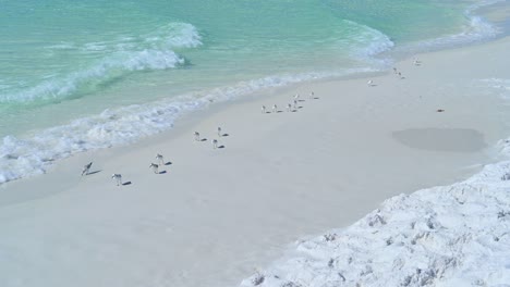 Pippers-De-Arena-Jugando-En-La-Ola-En-Un-Día-Soleado-En-La-Playa-De-Arena-Blanca-Con-Aguas-Claras-De-Color-Esmeralda-De-La-Costa-Del-Golfo-Panhandle-De-Destin-Florida