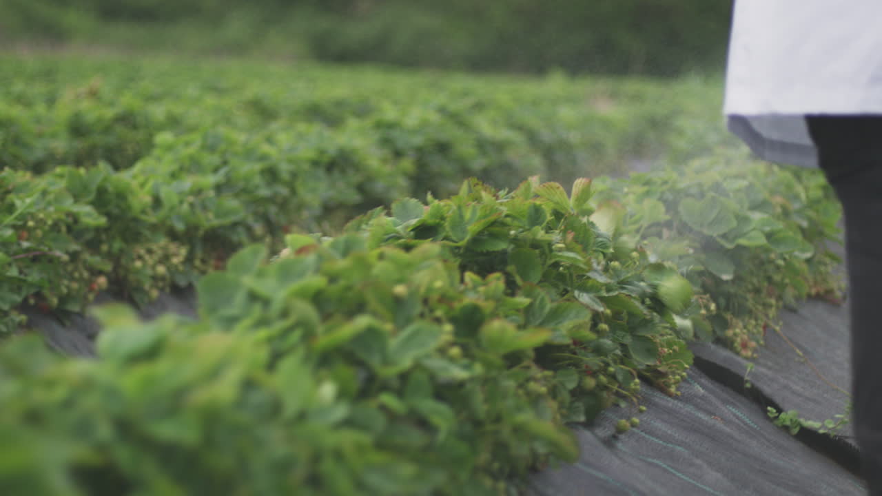 Strawberry Field Spraying