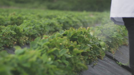 strawberry field spraying