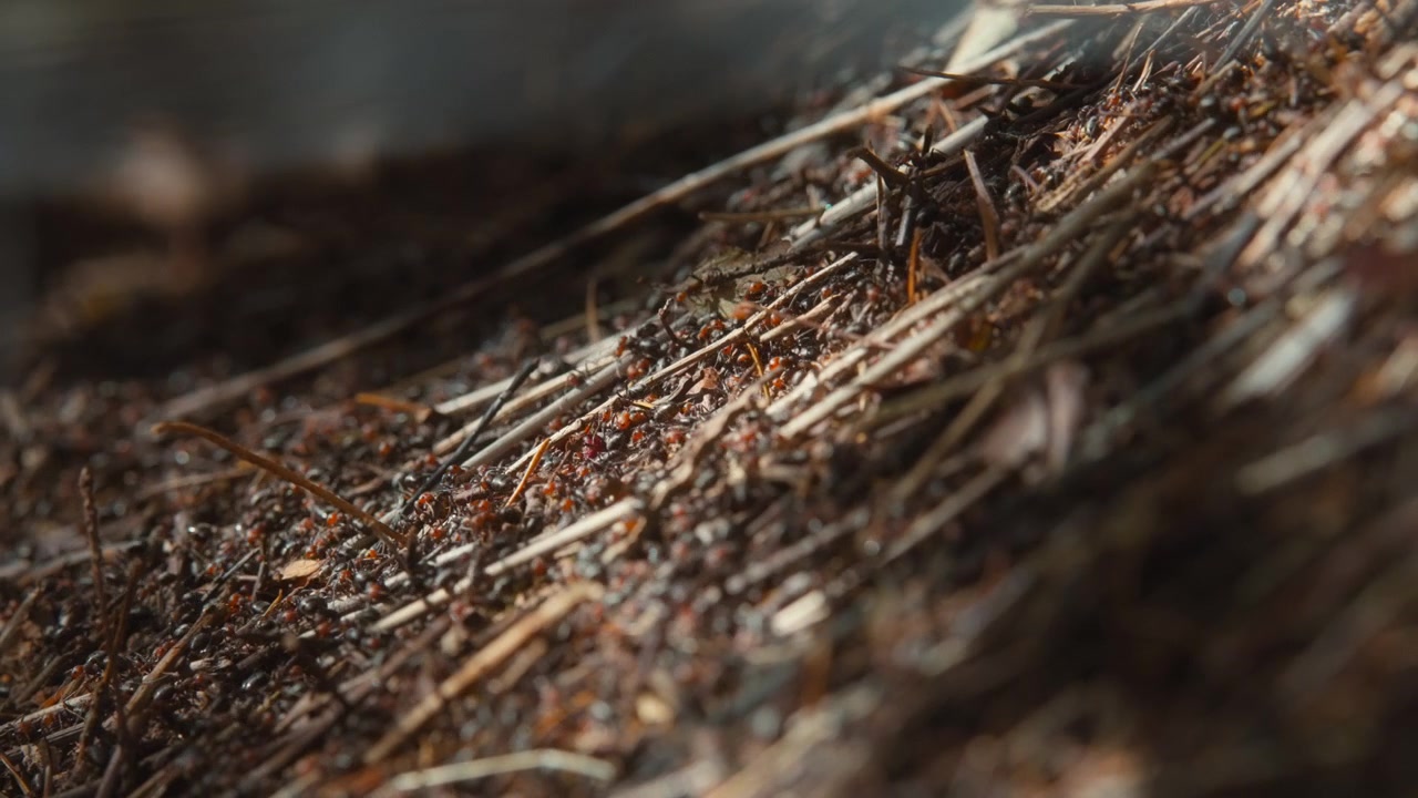 Thatching ants crawling over a large anthill mound in the forest