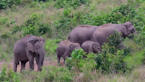 Die-Asiatischen-Elefanten-Sind-Vom-Aussterben-Bedroht-Und-Sie-Sind-Auch-In-Thailand-Beheimatet