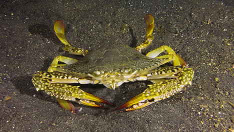 Unterwasseraufnahme-Einer-Großen-Schwimmenden-Krabbe,-Die-Nachts-Auf-Sandigem-Grund-Als-Drohgebärde-Ihre-Arme-Ausbreitet