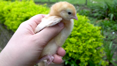 golden yellow newborn chick is held in hand, animal husbandry and farm life