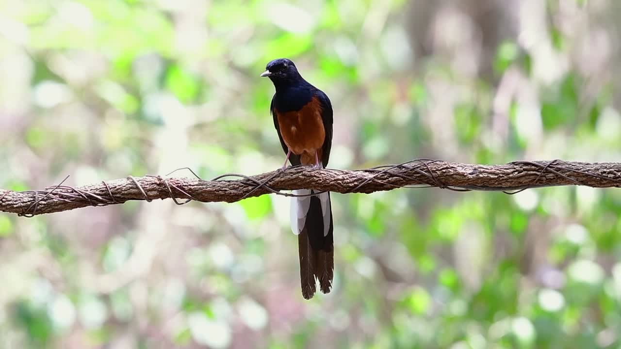 shama de rabadilla blanca encaramado en una vid con fondo bokeo del bosque, copsychus malabaricus, en cámara lenta