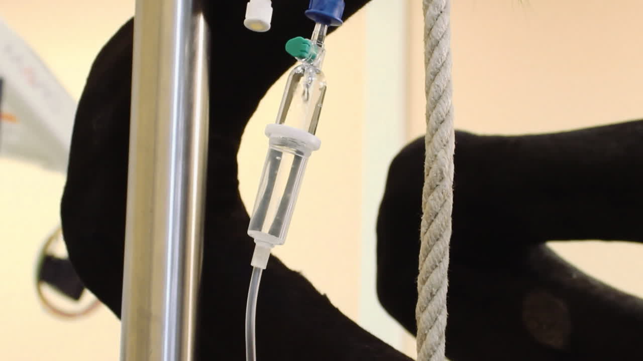 лошадь, получающая лекарства через вену в ветеринарной клинике