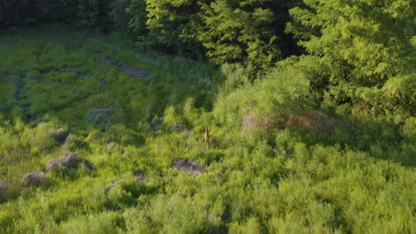 young deer walking and jumping from agricultural field to forest scared by drone