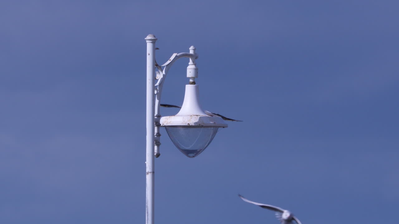 Burung camar terbang di sekitar tiang lampu putih tua dengan latar belakang langit biru jernih di semenanjung Jurata, Polandia selama musim gugur
