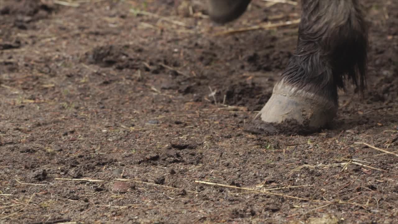 Primo piano di zoccoli di cavallo che si muovono su terreno polveroso.