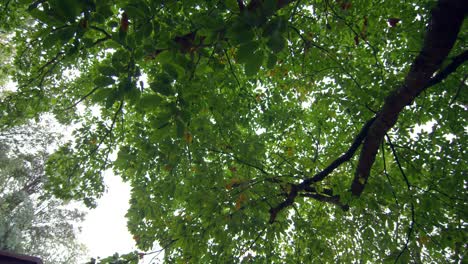 Vista-De-ángulo-Bajo-De-Hojas-Verdes-En-Un-árbol-Alto