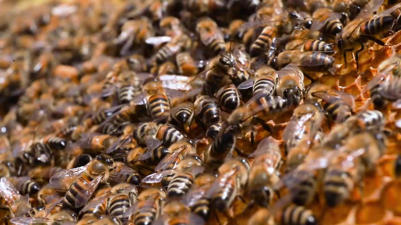 Bees produce wax and build honeycombs from it. Work bees in the hive transforming the nectar collected into honey.