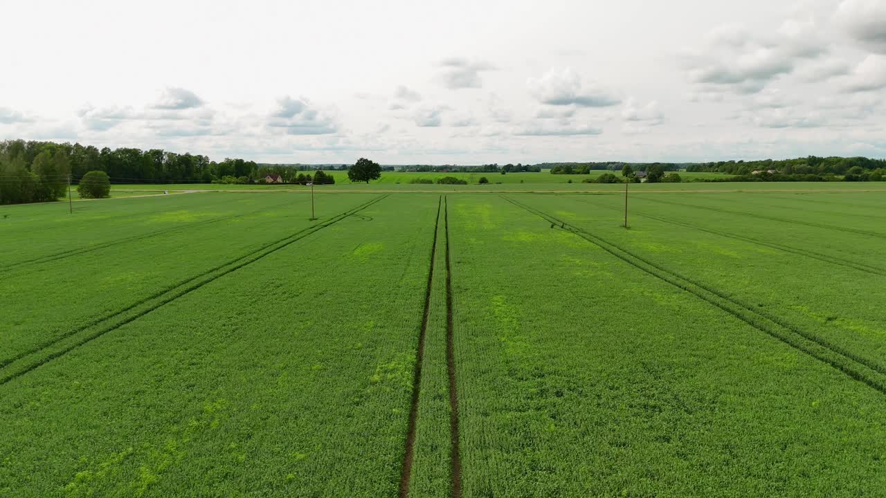 Green wheat field with a clear sky, aerial view of rural farming landscape
