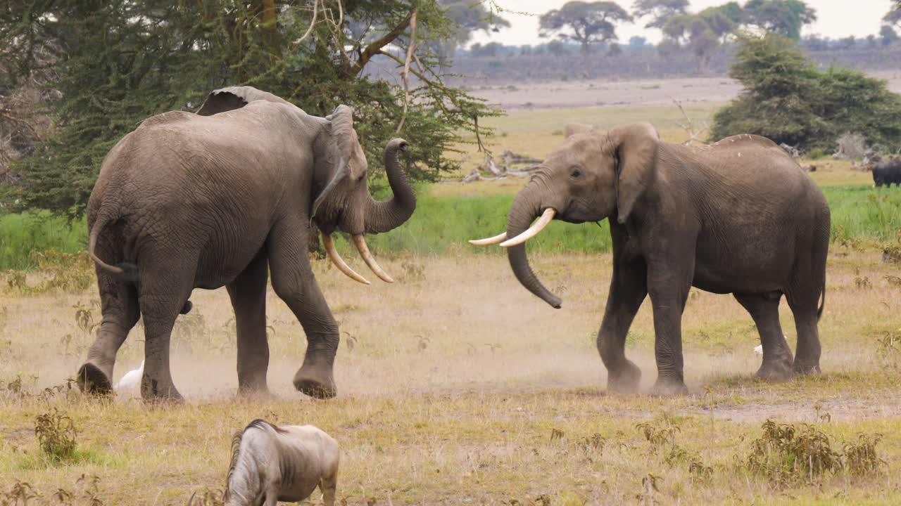 dos machos de elefantes africanos involucrados en una lucha para probar el dominio