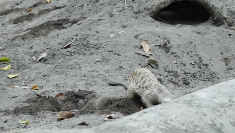 meerkat roaming across sandy ground in natural habitat