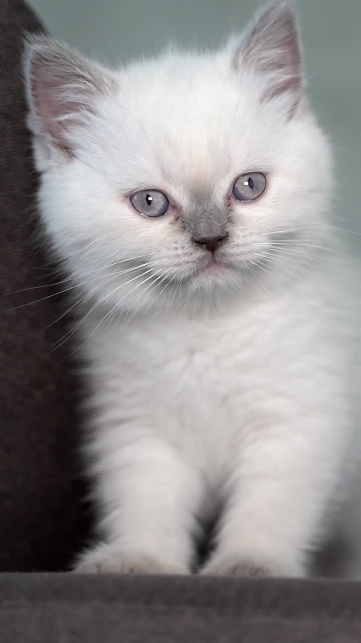 Cat sitting on the sofa. Portrait of cute cat on the sofa