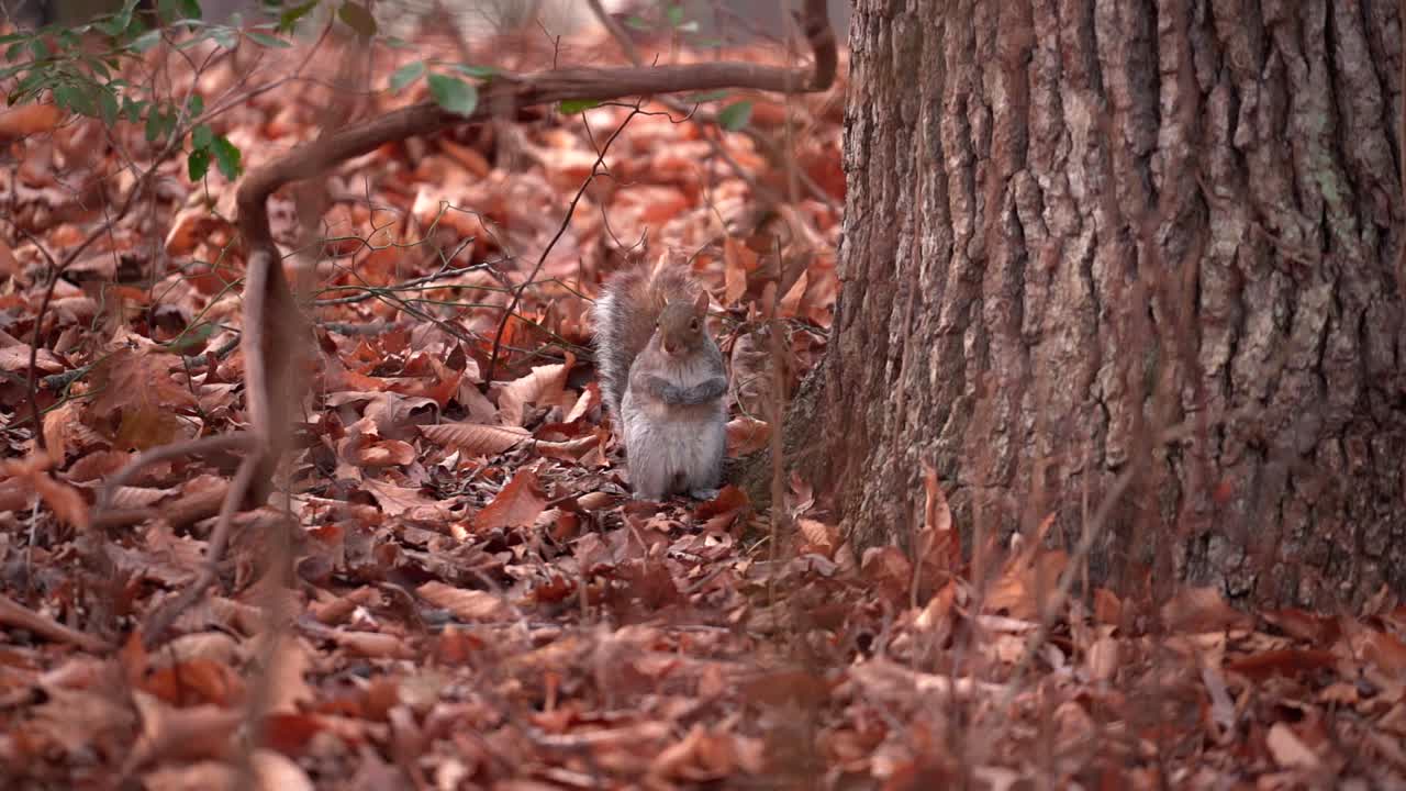 Un piccolo scoiattolo grigio selvatico nel bosco in piedi accanto a un grande tronco d'albero - Piano medio