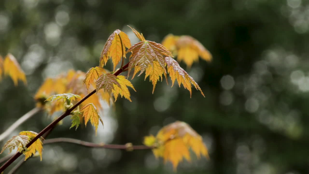 hojas de naranja colgando de una rama en otoño