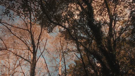 golden sunlight shines through trees in a forest. a relaxing and warm mood. camera pans from right to left