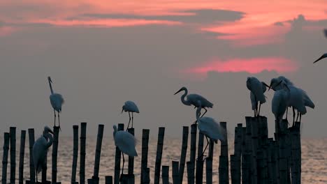 The-Great-Egret,-also-known-as-the-Common-Egret-or-the-Large-Egret