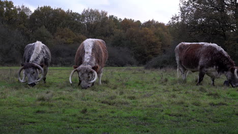 un rebaño de vacas longhorn con dispositivos de localización gps en forma de campana alrededor del cuello vagando libremente y pastando en un campo