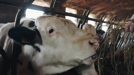 hand of a farmer feeding hay to a cow