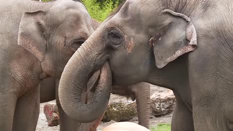 several elephants using their trunks eating pumpkins