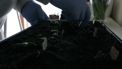 hacer un agujero en la parte superior del suelo para plantar pequeños brotes en la bandeja del jardín de la casa