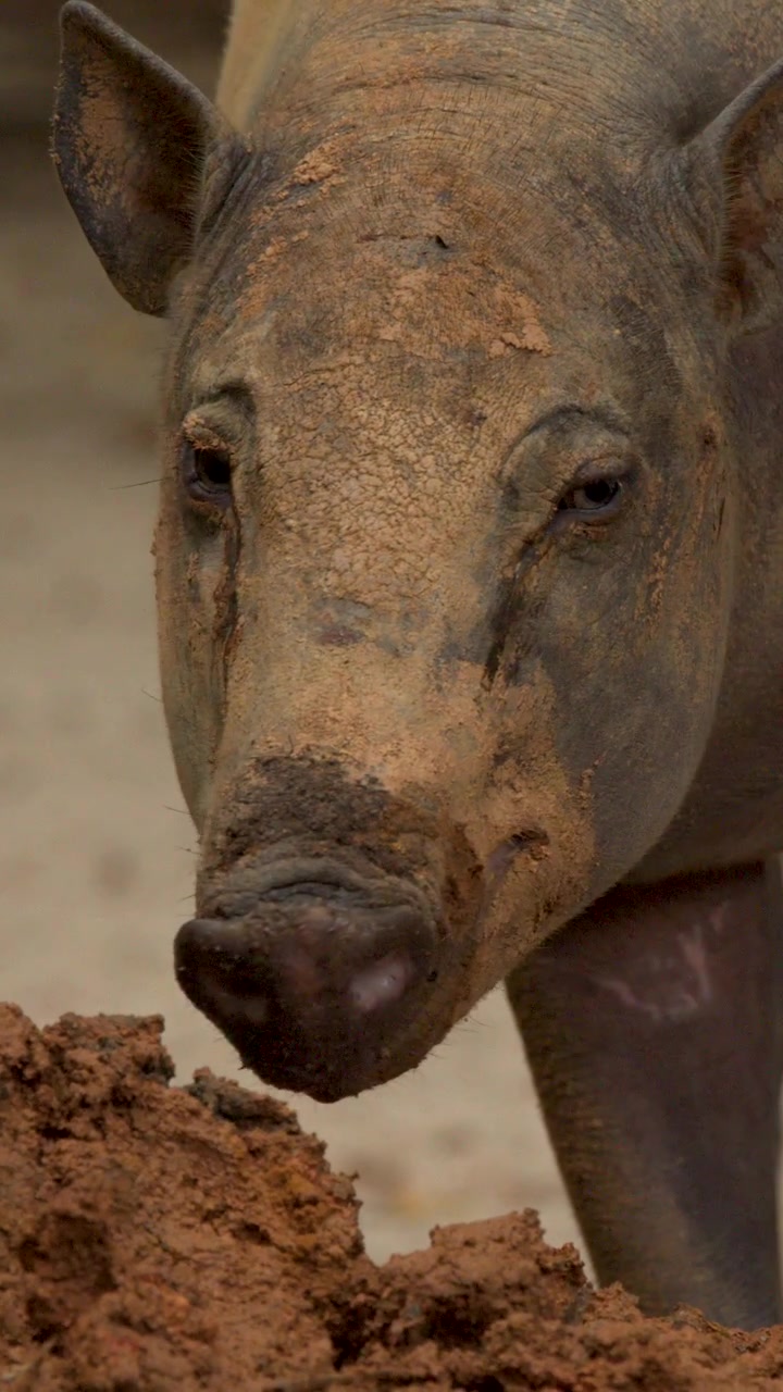 Primo piano di un cinghiale che cerca cibo nel fango