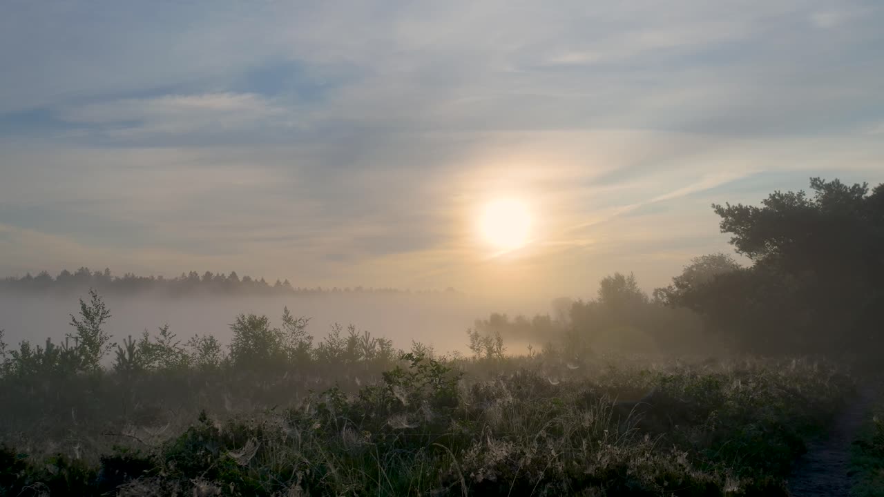 amanecer brumoso en el bosque