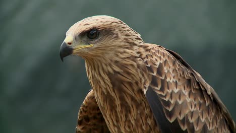 Close-shot-of-buzzard-standing-and-making-sounds