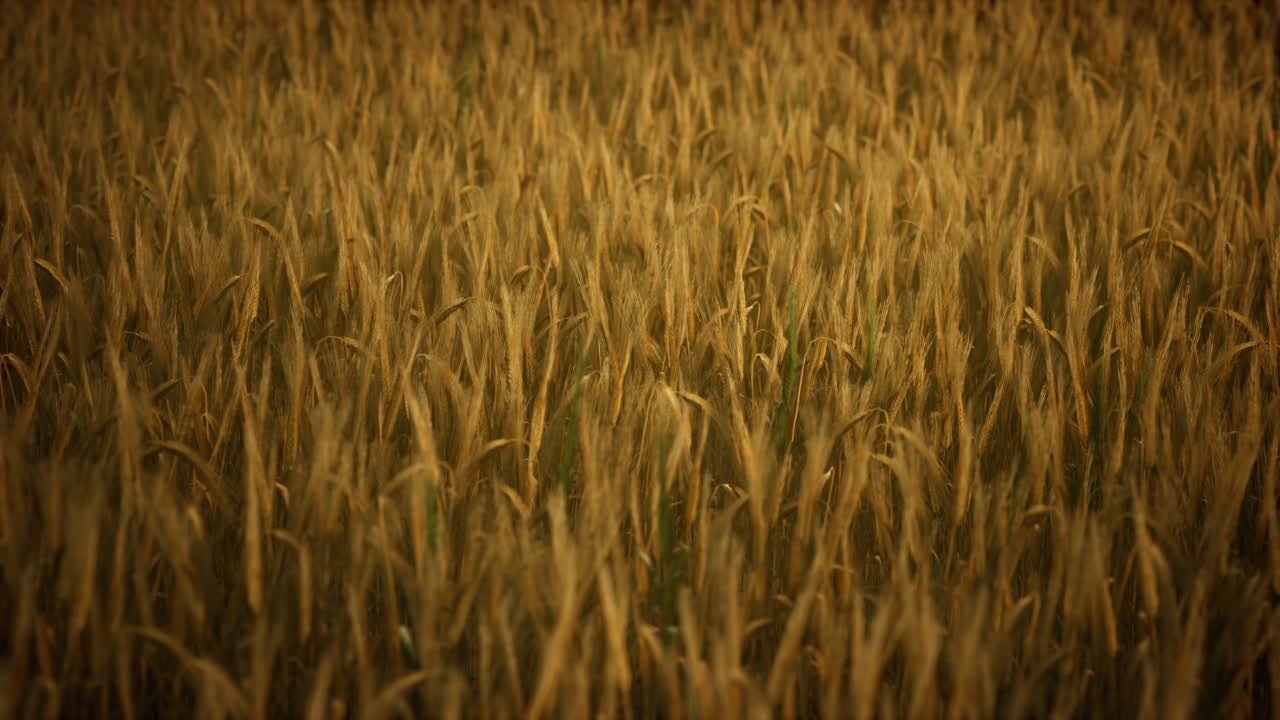 Dark stormy clouds over wheat field