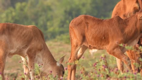 Cow-lamb-enjoing-with-her-friend