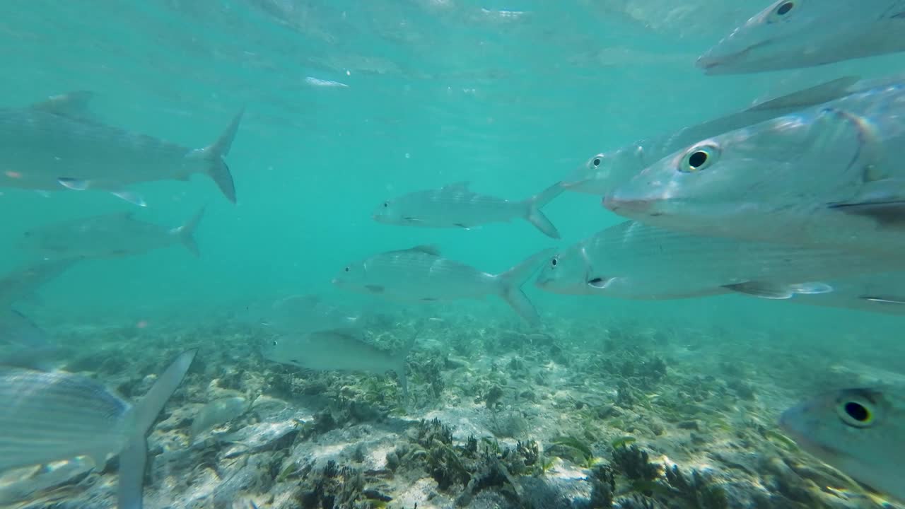 A school of fish swimming in clear shallow waters
