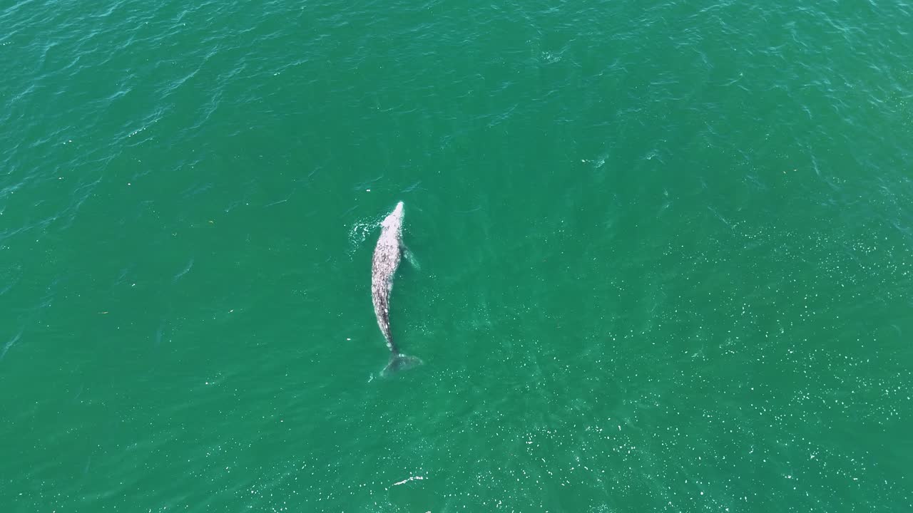 Grey Whale Rolling and Spyhopping Near Surface – Aerial View