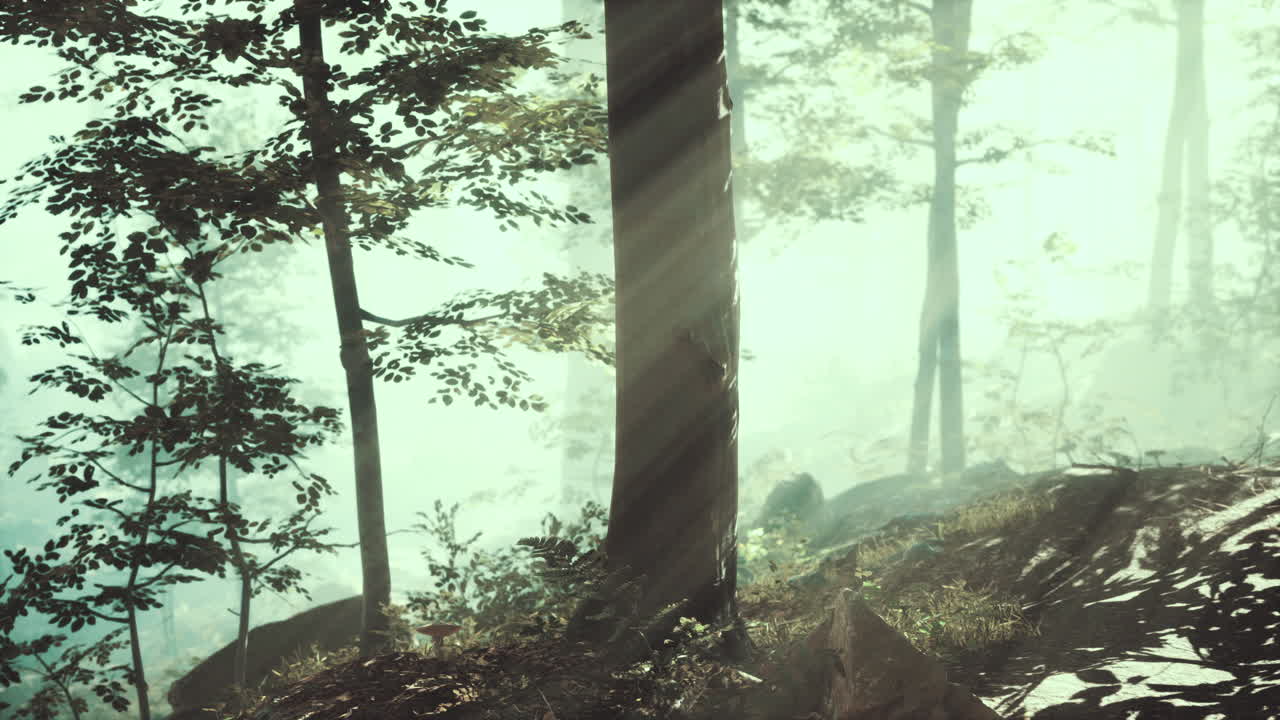 Glowing fog in the forest in the evening