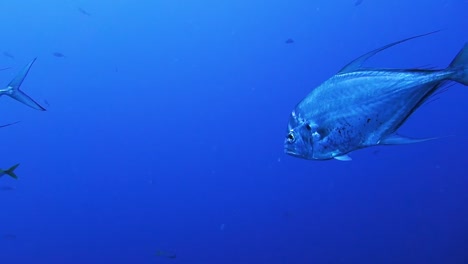 El-Elegante-Pez-Gato-Pompano-Africano-Plateado-Brillante-Nada-En-El-Agua-Azul-Del-Océano