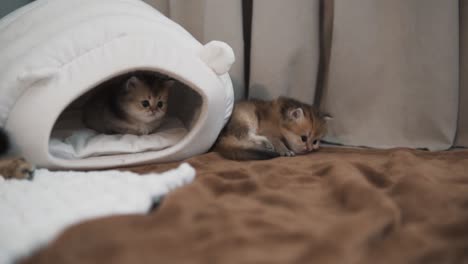 the british golden chinchilla kittens are playing near their soft little house, and one kitten is sitting inside the house