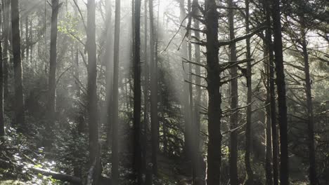 Empujando-A-Través-De-Rayos-De-Luz-En-Un-Bosque-De-La-Costa-De-Oregon