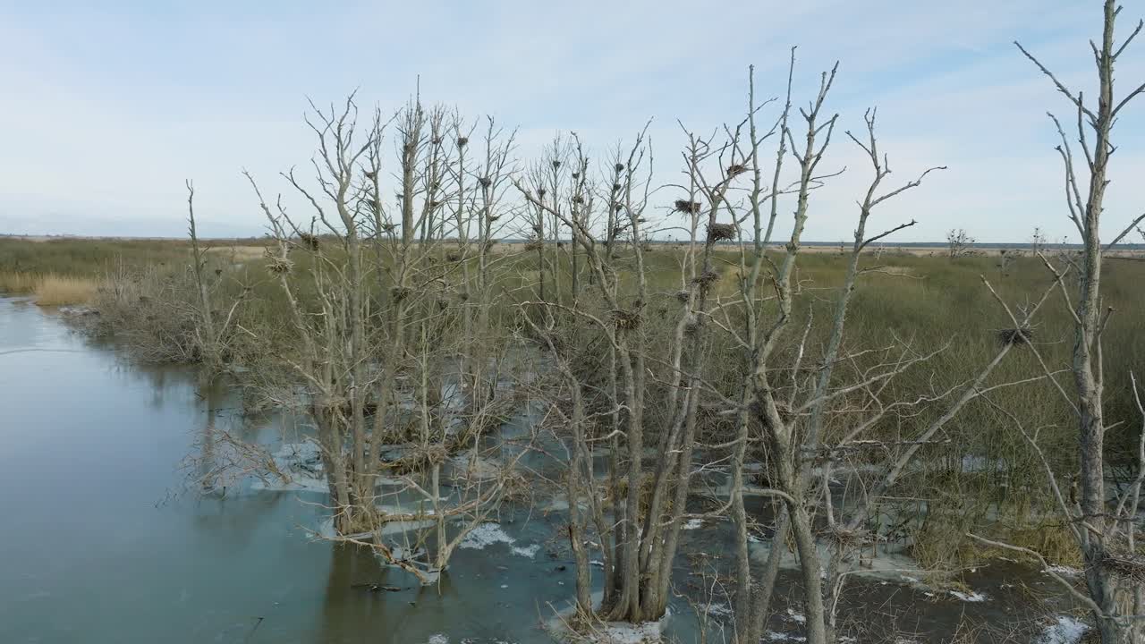 텅 빈 큰 가마우지, 화창한 겨울날, 죽은 나무, 바타 강, 천천히 오름차순 드론 샷의 공중 설정