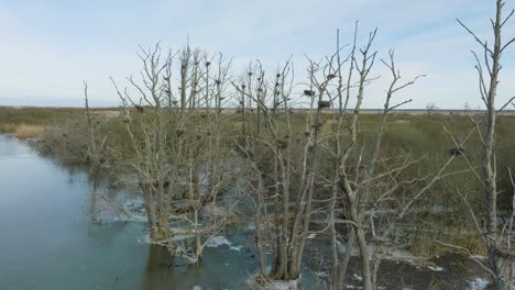 vista aérea de gran cormorán vacío, día soleado de invierno, árboles muertos, río barta, disparo de dron ascendente lento