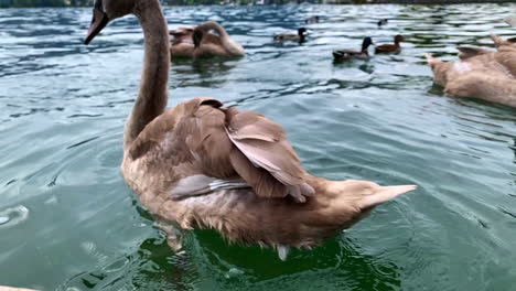 close up footage of a large brown swan shaking it's tail while floating in the lake of mondsee austria