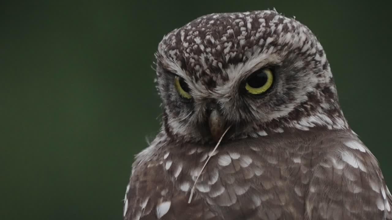 독수리 올빼미는 검은 배경 야생 생활 자연 클로즈업 영상으로 촬영