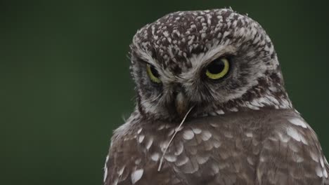 Uhu-Geschossen-Mit-Schwarzem-Hintergrund-Wildes-Leben-Natur-Nahaufnahmen