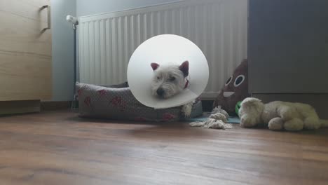 Vet-elizabethan-collar