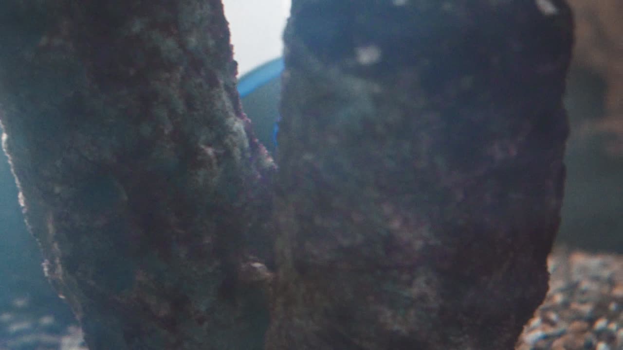 pez dory nadando en un tanque con otros peces